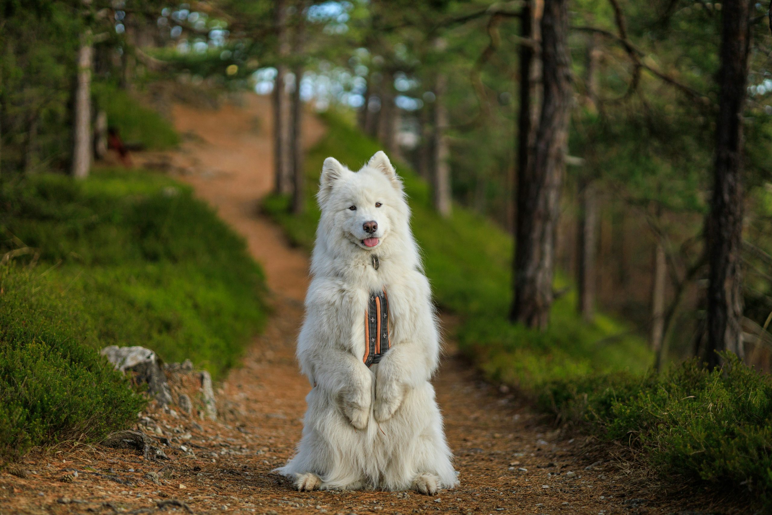 Mastering Discipline: Sustaining Motivation