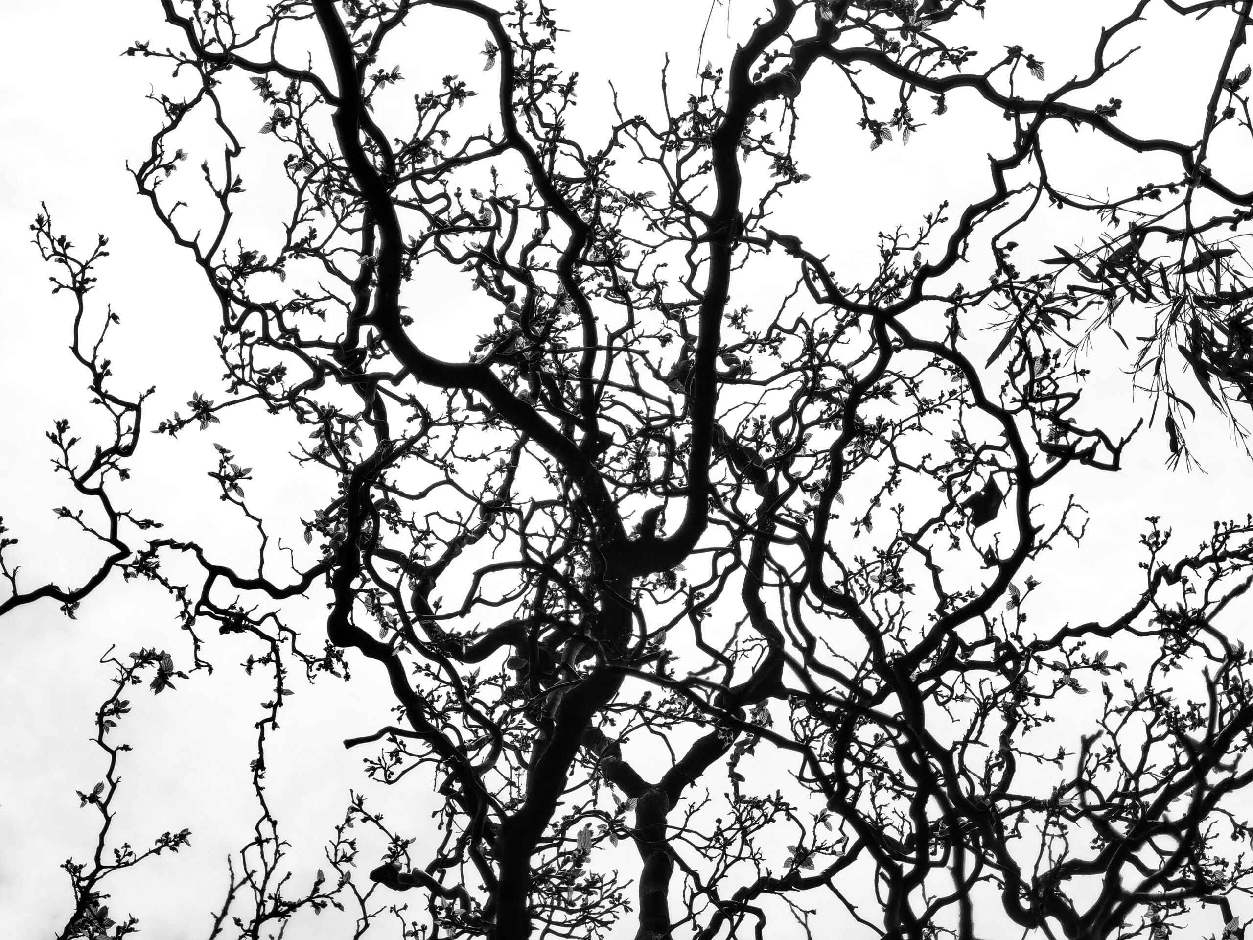 Optimizing Nervous System for Entrepreneurial Success Optimizing Nervous System for Entrepreneurial Success